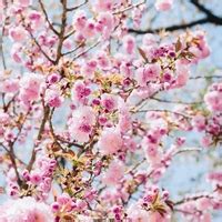 風水 桃花|ご縁を引き寄せ恋愛運アップ！桃花風水の効果とやり。